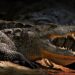 crocodiles