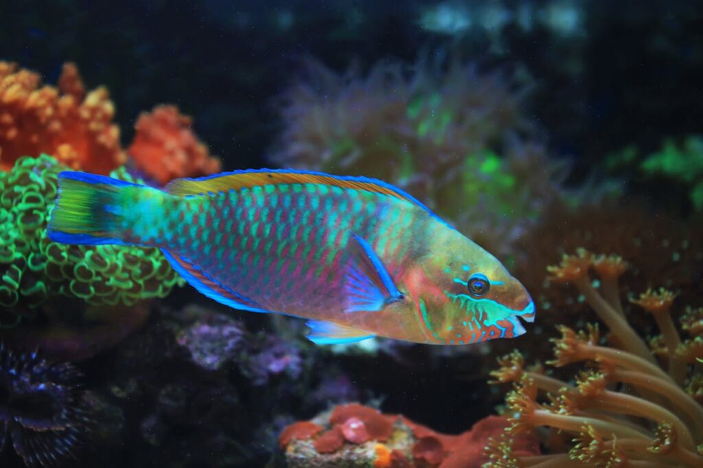colorful fish