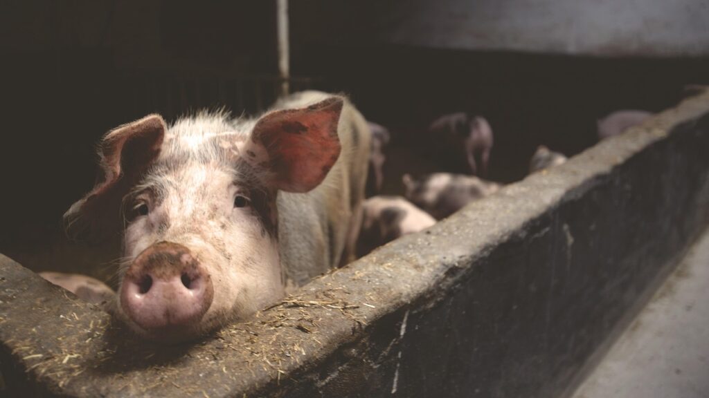 facts about pigs