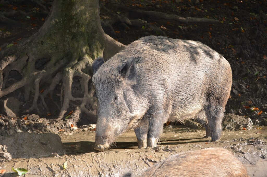 wild pigs