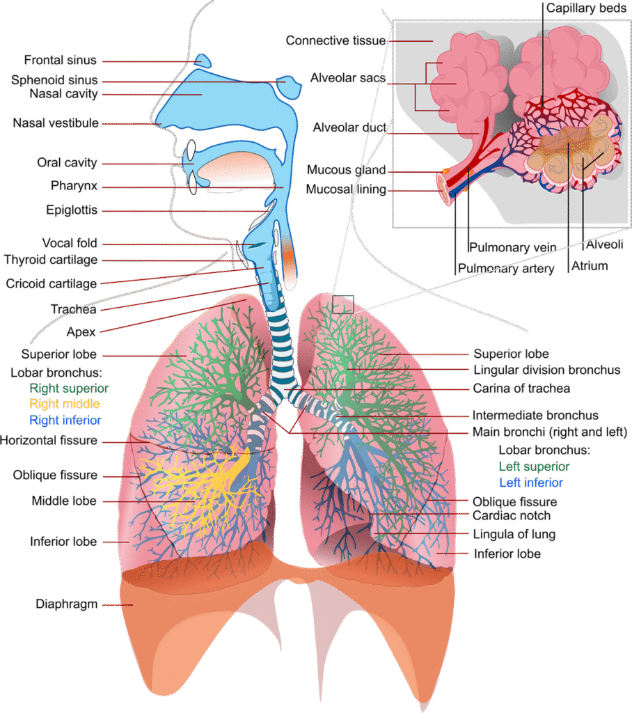 facts about the respiratory system