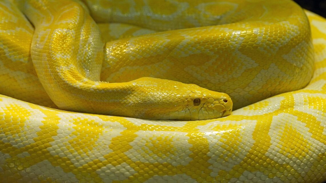 yellow snake