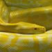 yellow snake