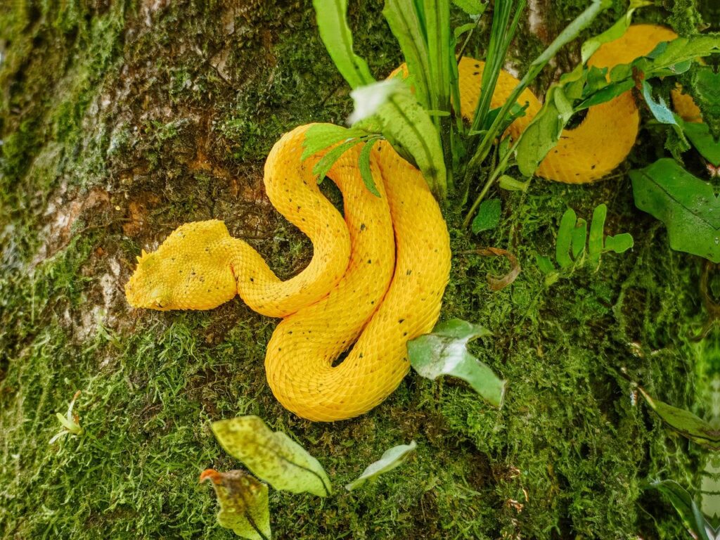 Eyelash viper