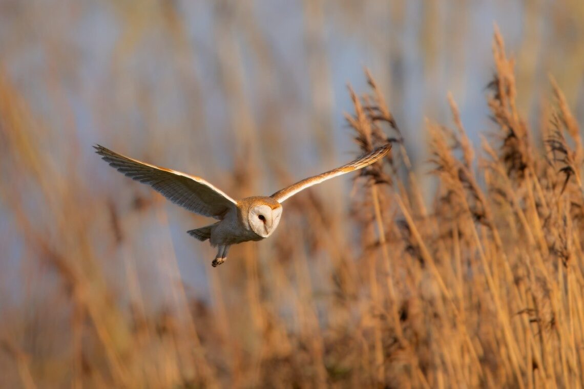 barn owl