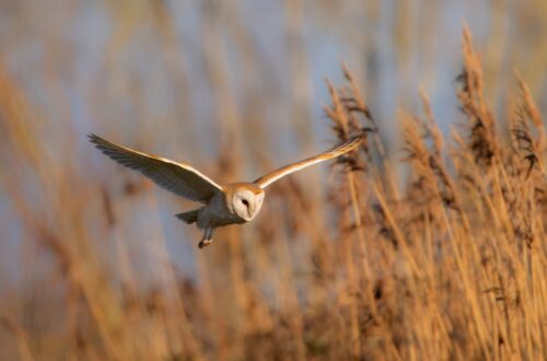 barn owl
