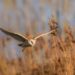 barn owl