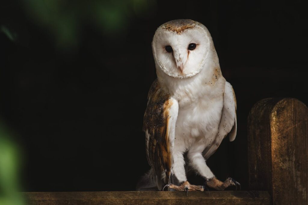 Tyto alba
