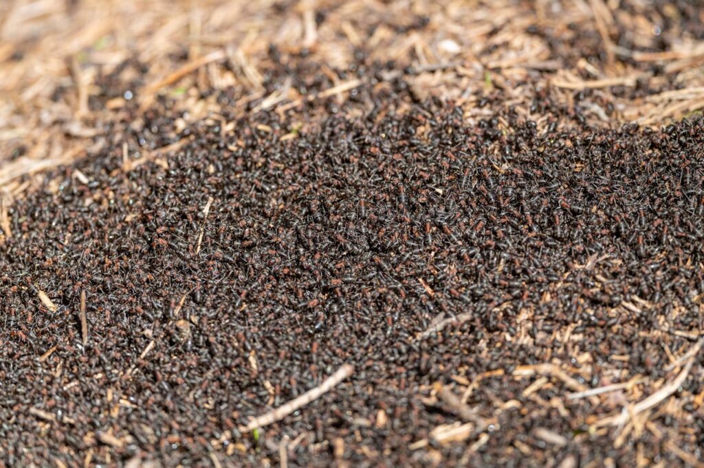 spiritual meaning of ants