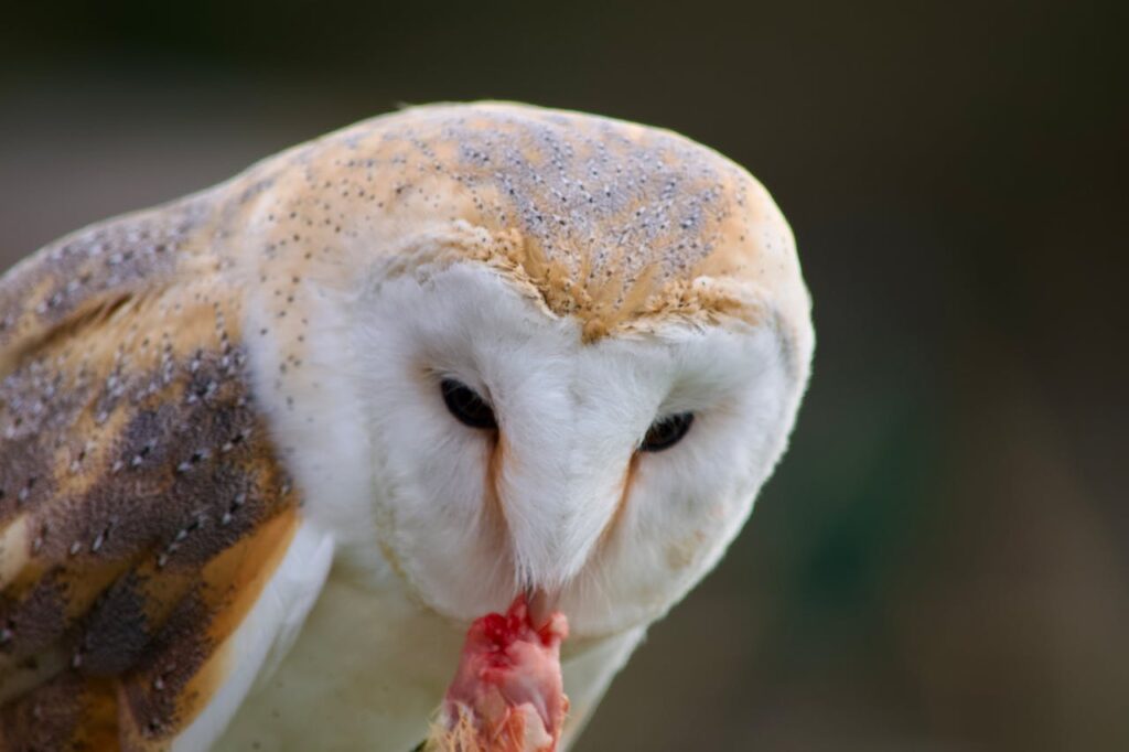 facts about barn owls