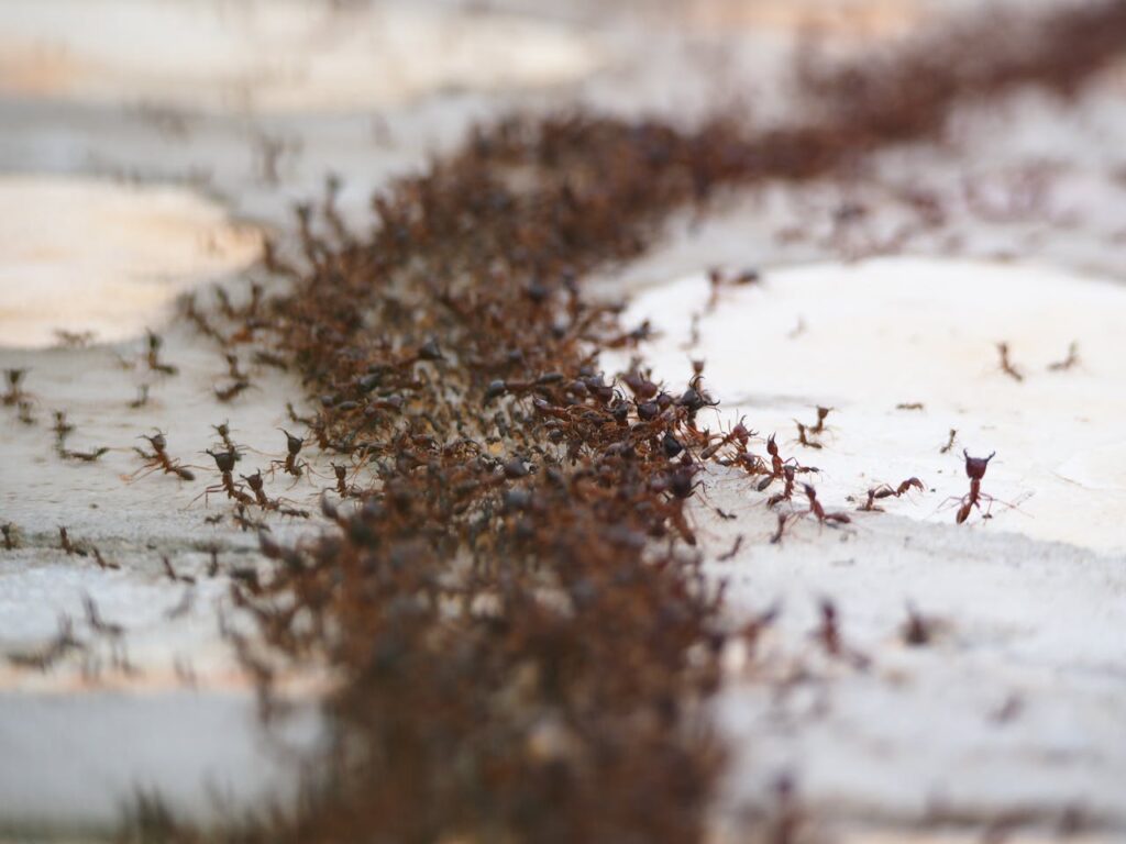 Ants in Dream Meaning