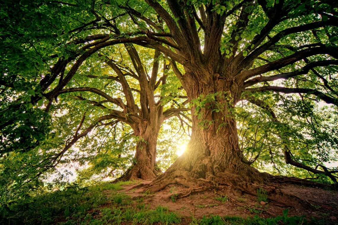 tree facts