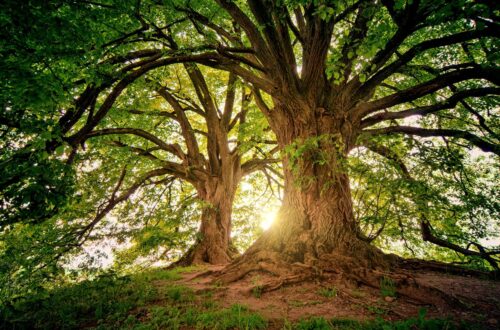 tree facts