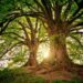 tree facts