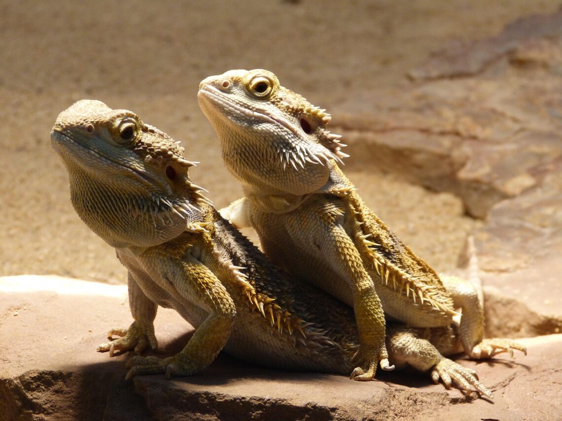 Bearded dragons