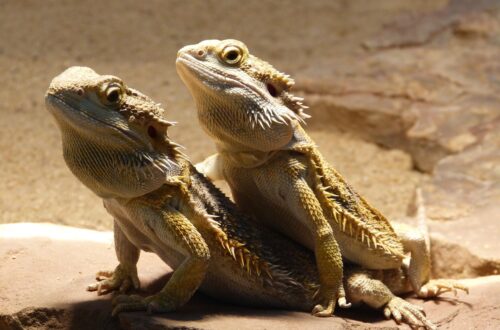 Bearded dragons