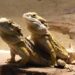 Bearded dragons