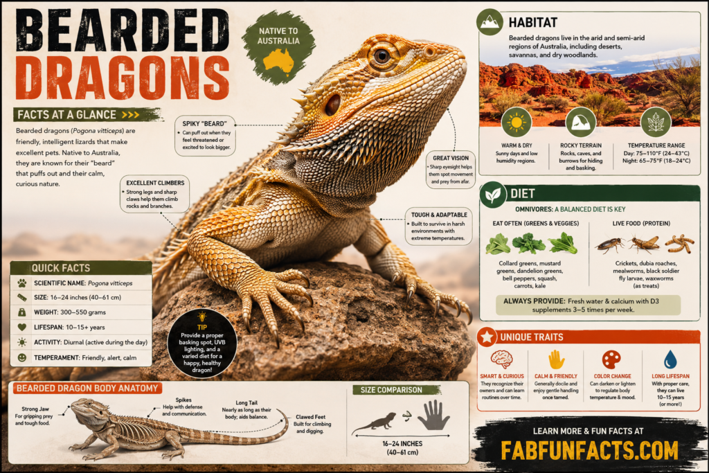 Bearded Dragons facts