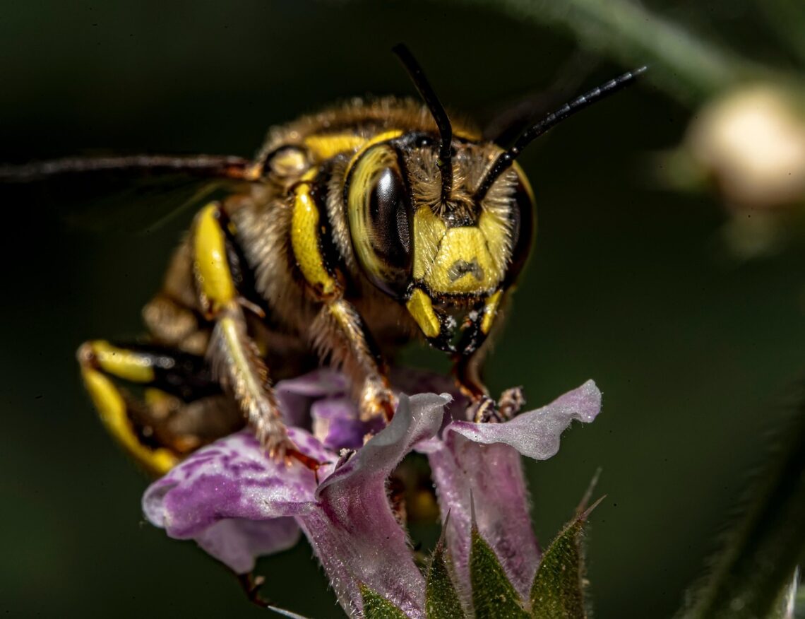 European wool carder bee