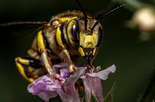 European wool carder bee