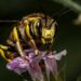 European wool carder bee