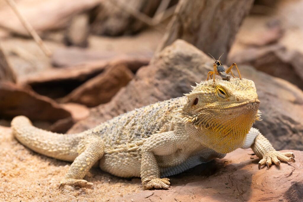 facts about bearded dragons