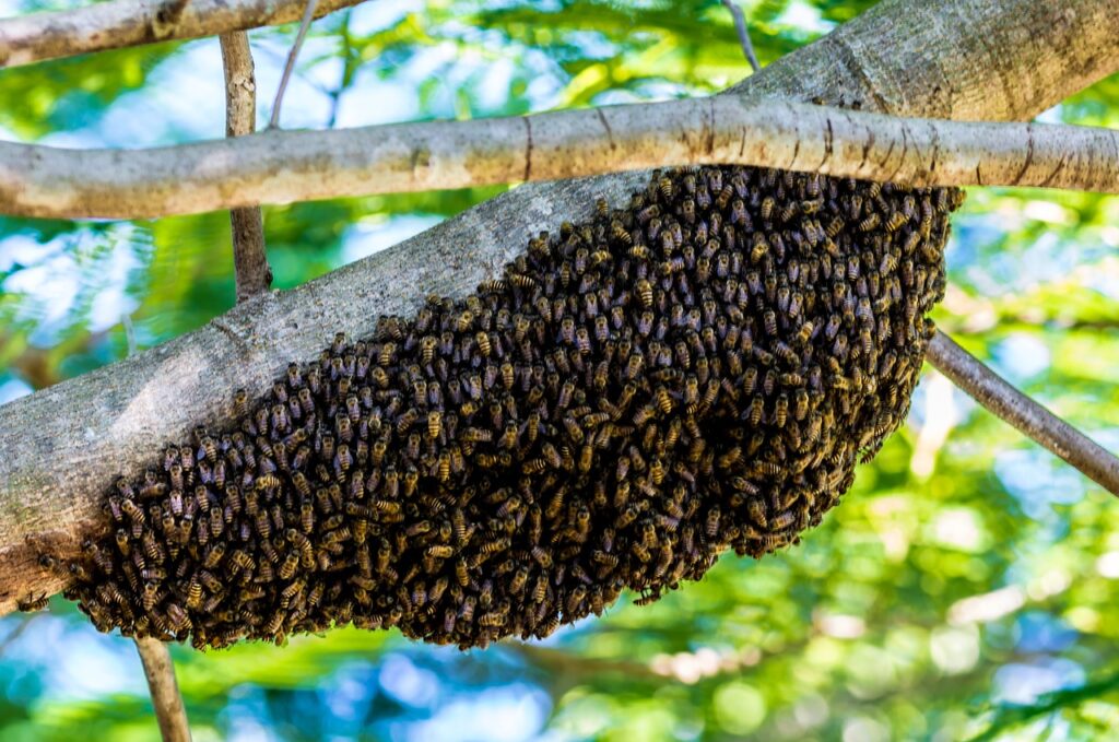 swarm of bees symbolism