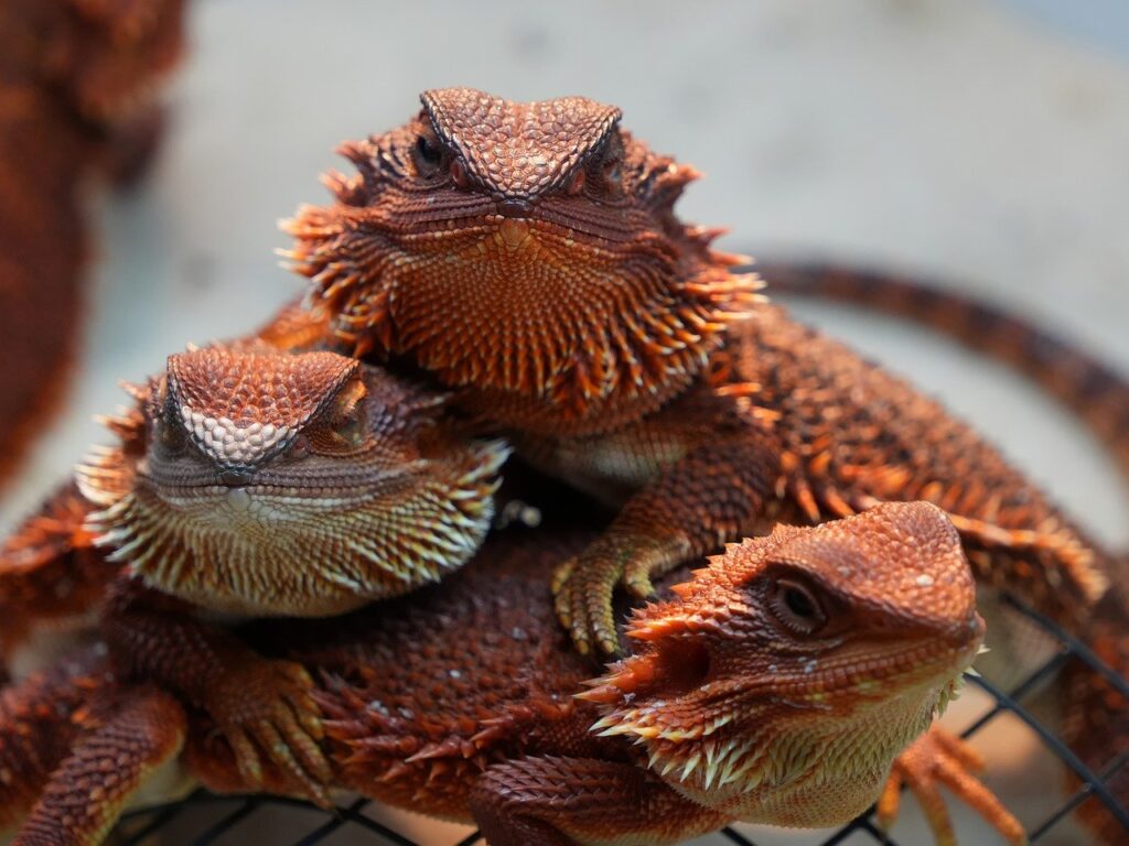  reptile pets