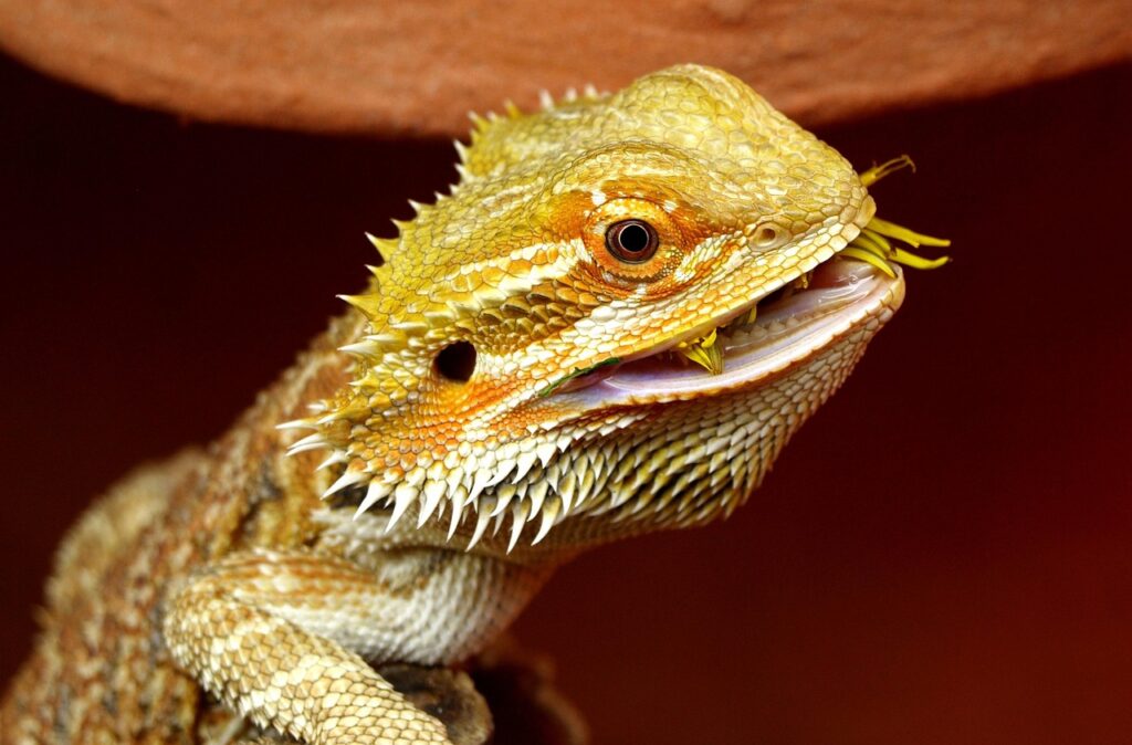 Bearded Dragon facts