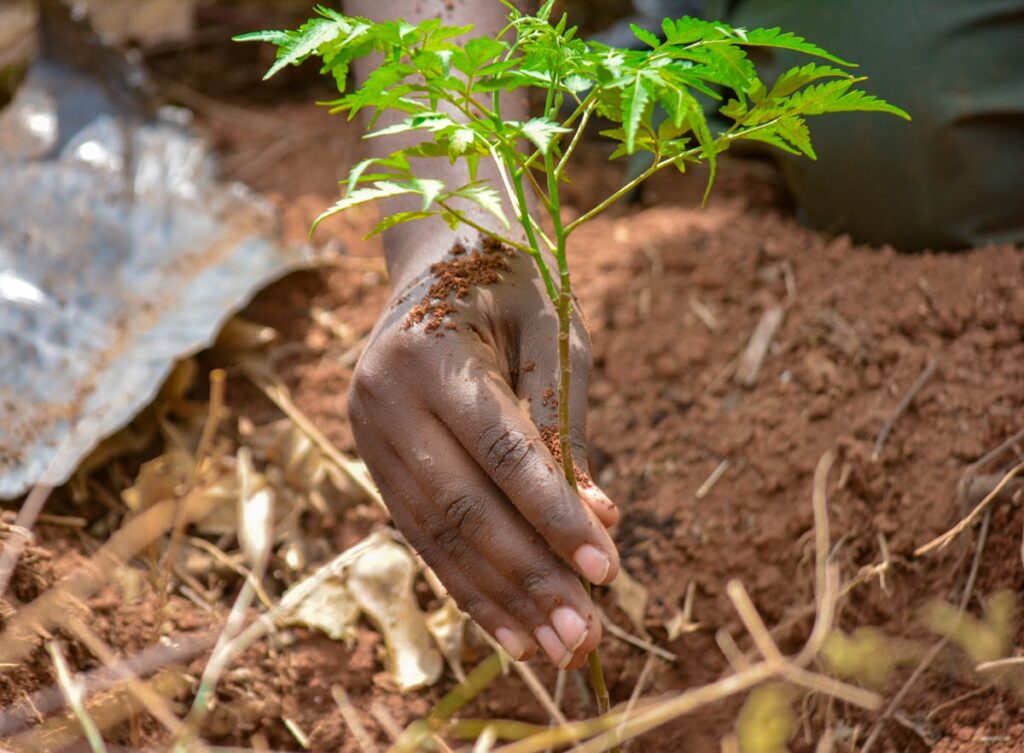 importance of trees
