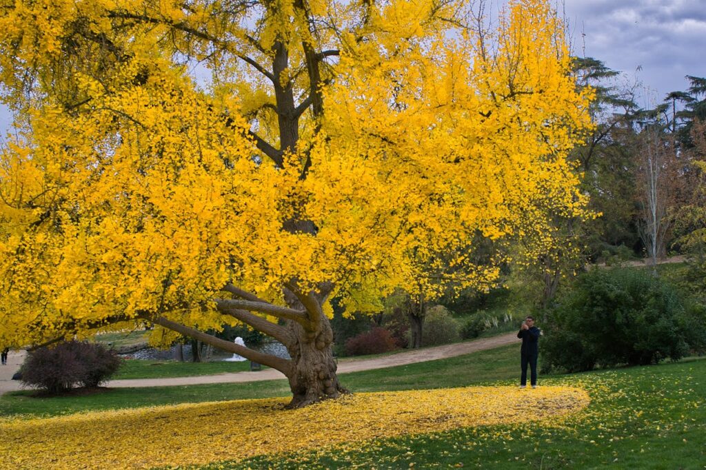 ginkgo tree