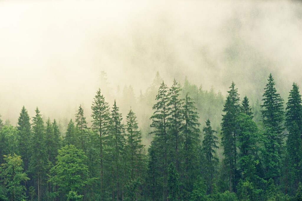 climate change and forests