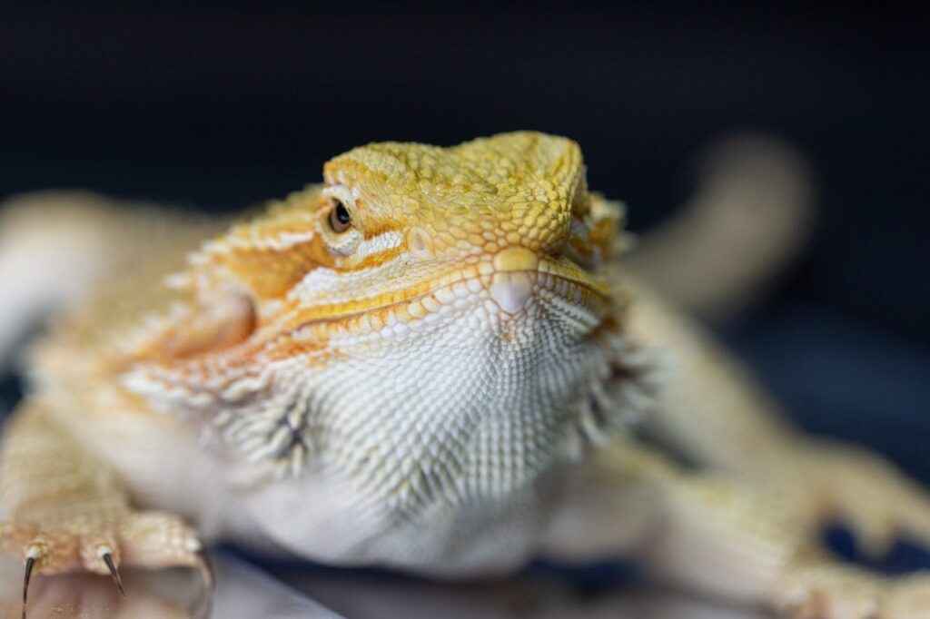 pet dragons