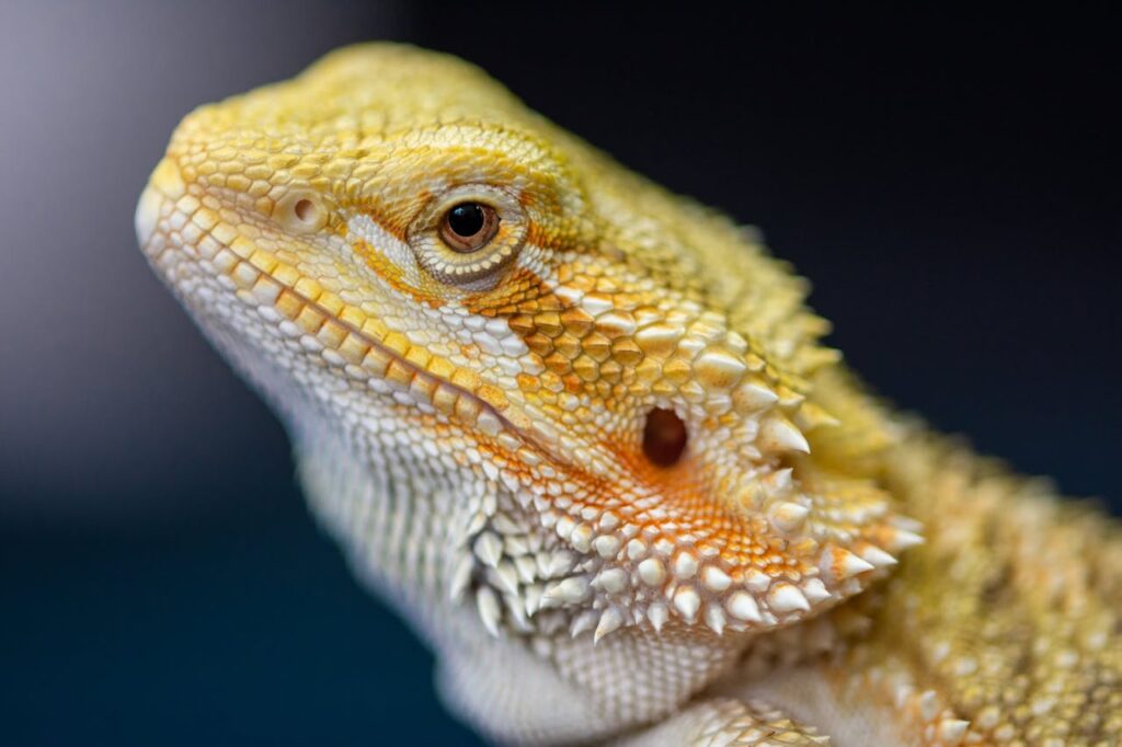 pet reptiles