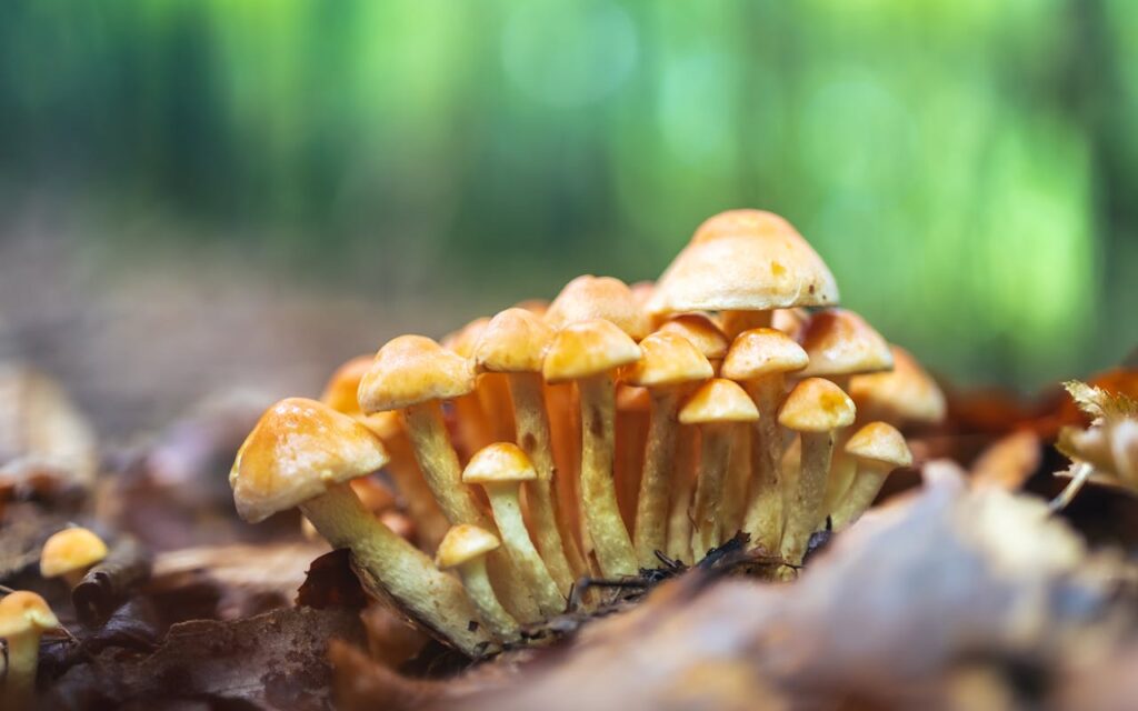 old-growth forests