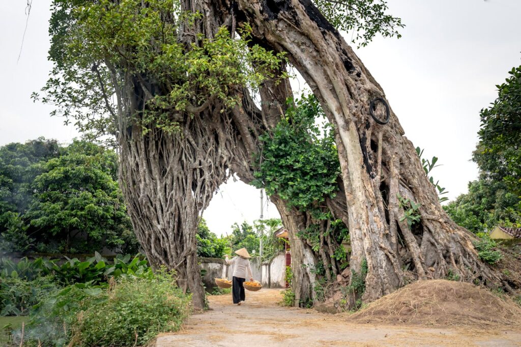 tree biodiversity