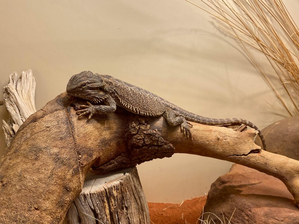 bearded dragon care