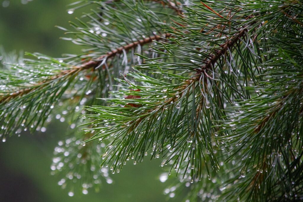 tree ecosytem service