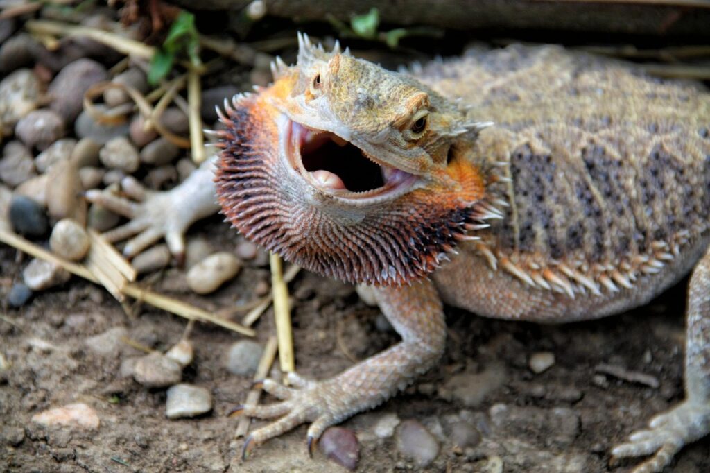 pogona vitticeps