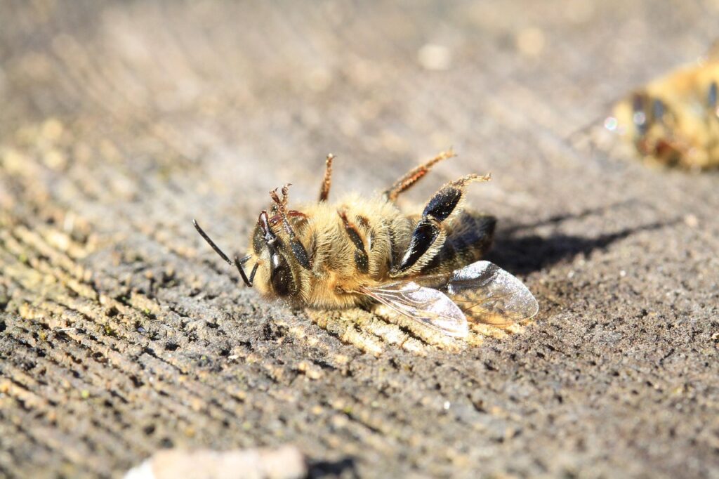 bee dream interpritation