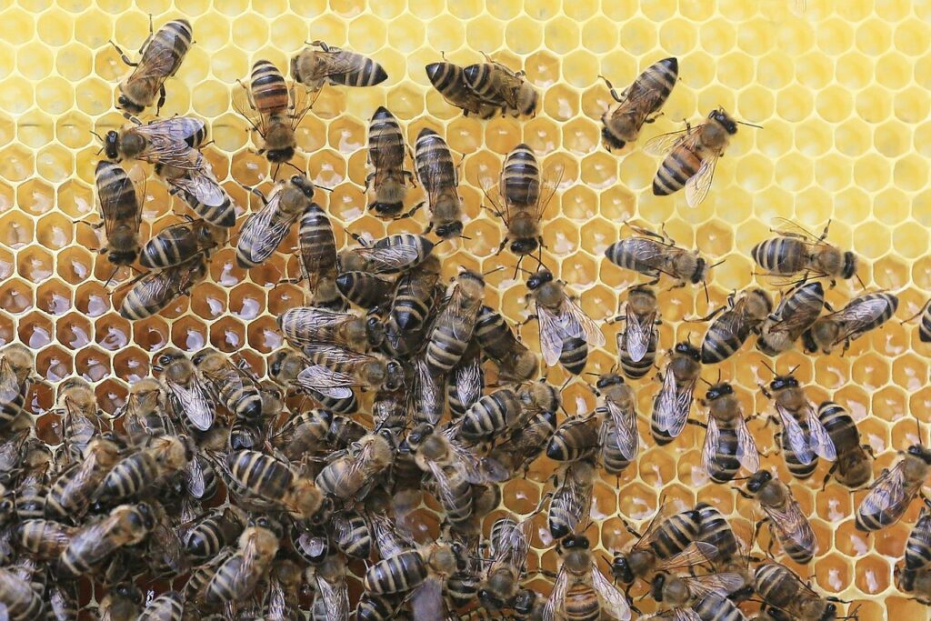bee dream Interpretation