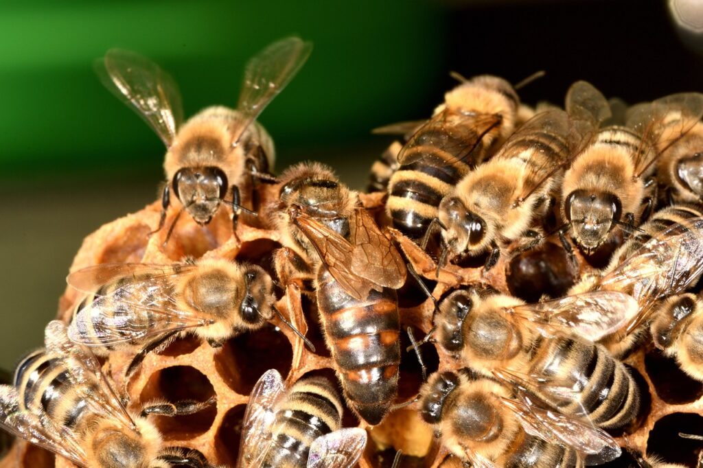 bee dream meaning