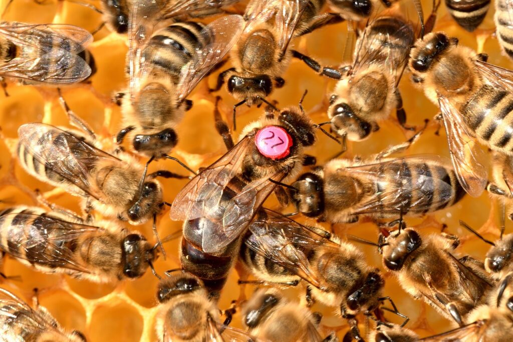 Spiritual bee dreams