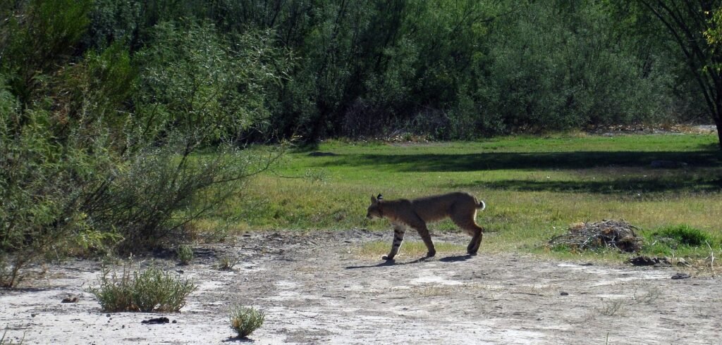 bobcat dreams