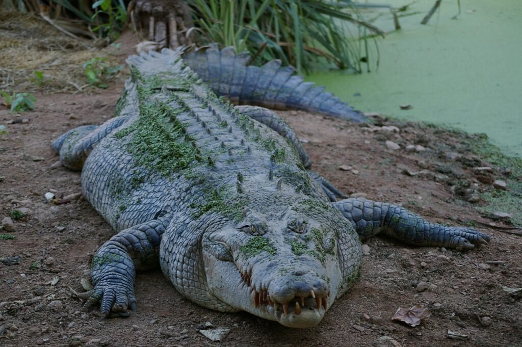 Spiritual Crocodile Dream Meaning