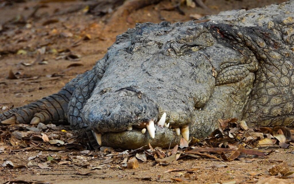 Crocodile dreams