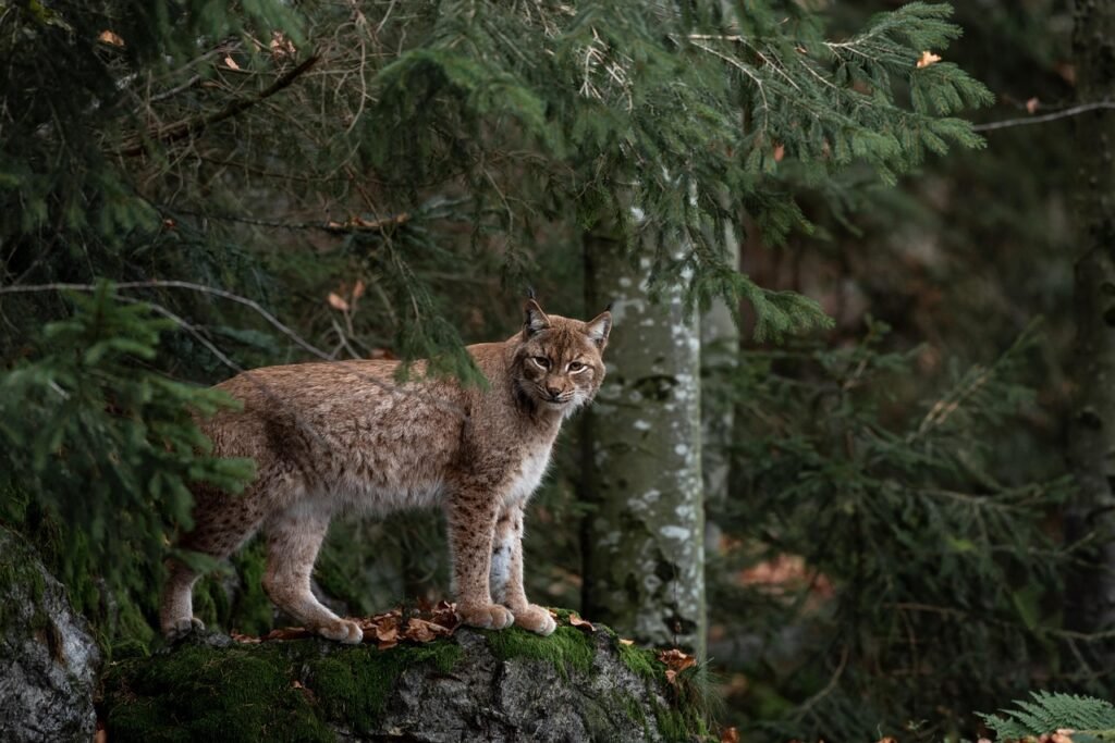 Meaning of Bobcat Dream