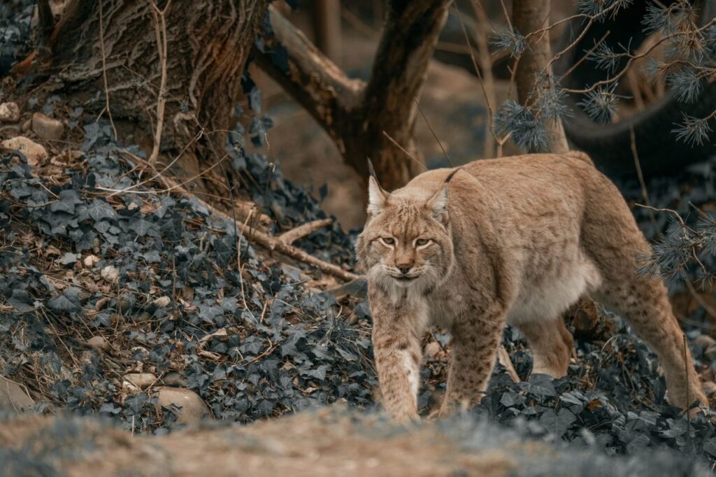 animal dream interpretation