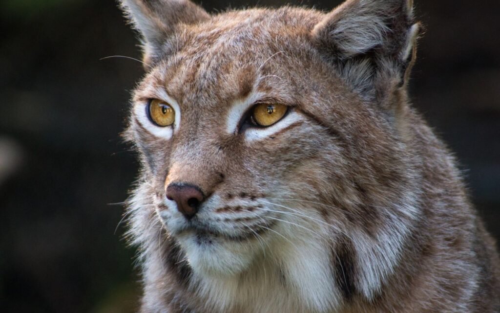 spirit animal dreams