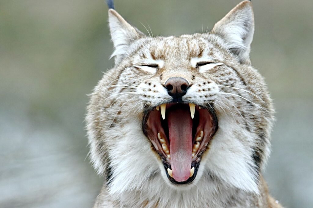 bobcat symbolism